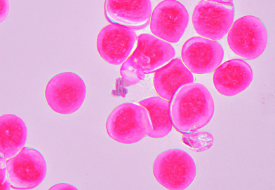 La recherche sur les cellules souches : des avancées prometteuses pour la médecine régénérative cellules souches